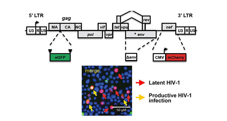 Image of HIV latency construct